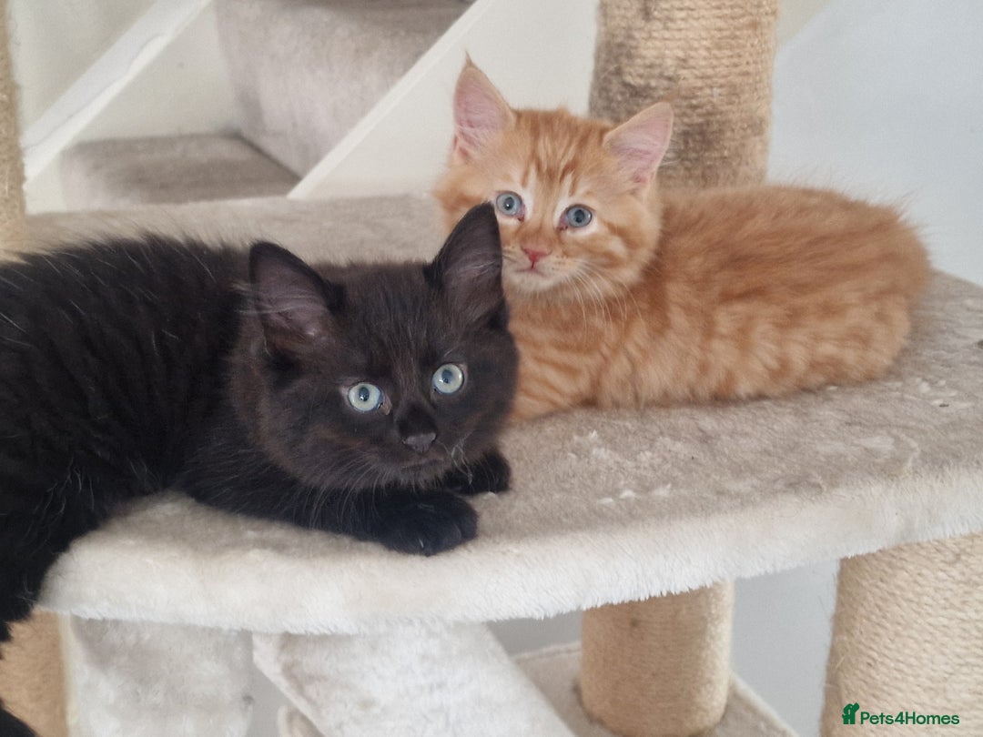 Mixed Breed cats for sale: 3 beautiful longhaired kittens ready to go - Image 2
