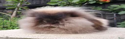 Mini Lion Lop rabbits for sale: Lion lop girl - Advert 6