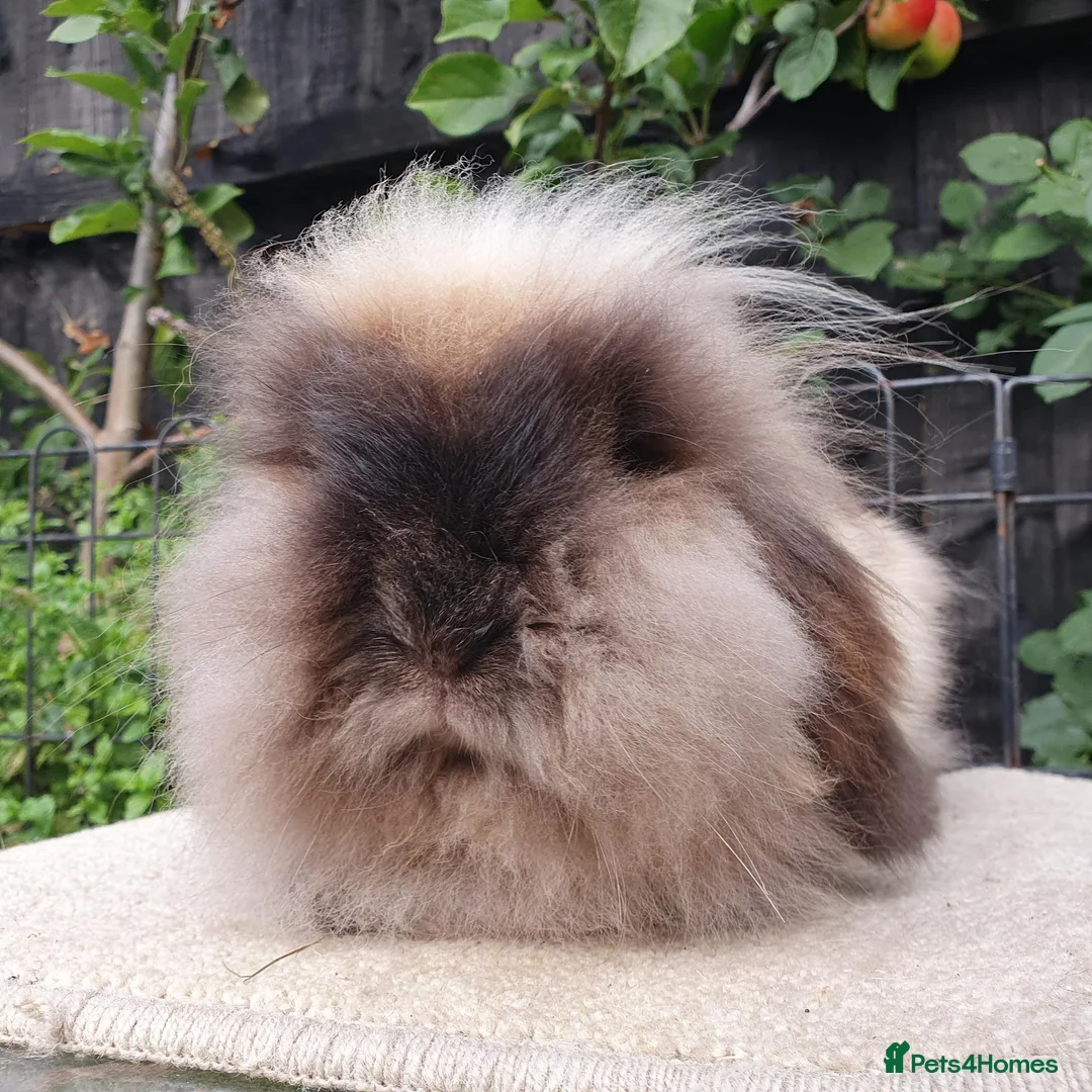 Mini Lion Lop rabbits for sale: Lion lop girl - Advert 6