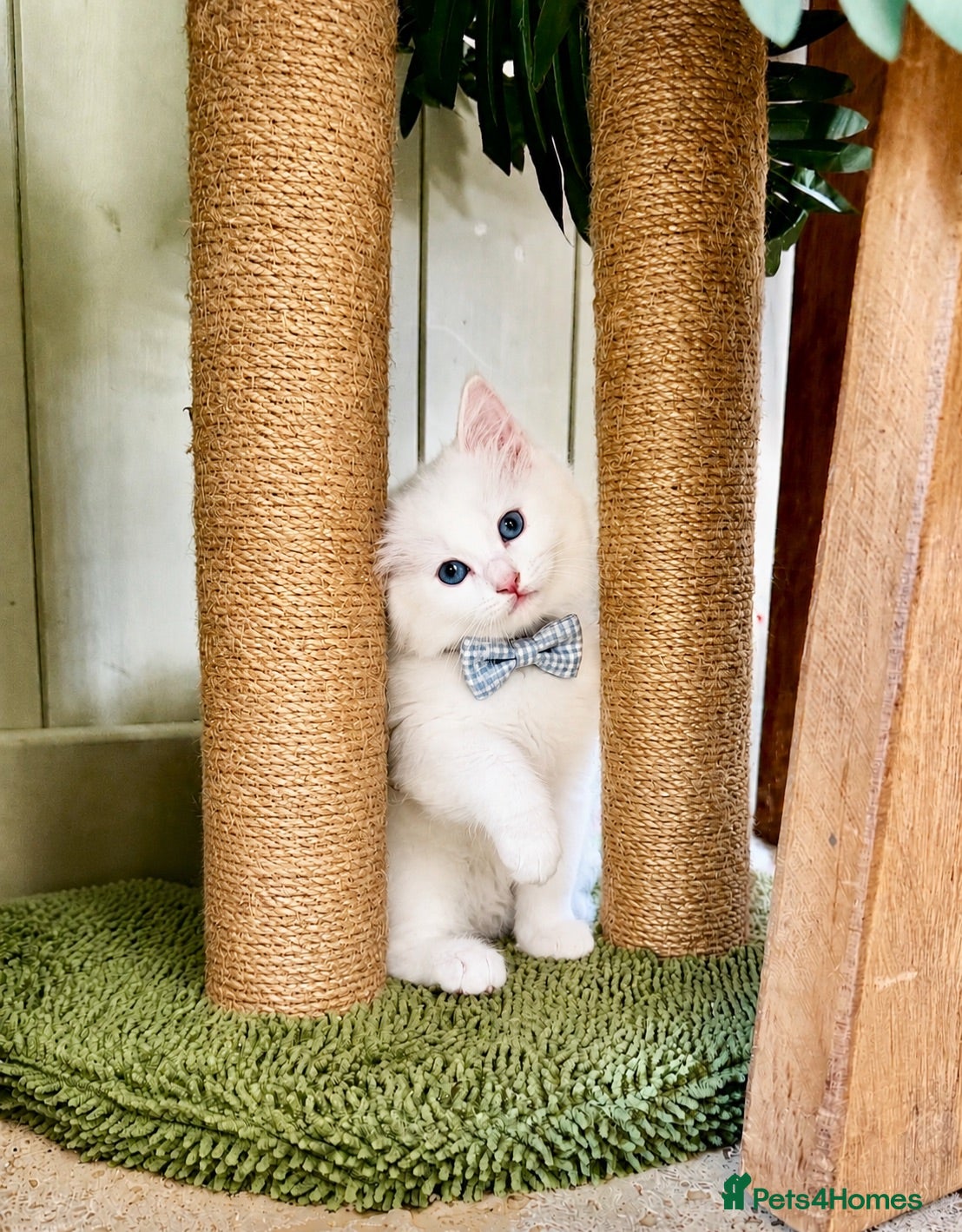 Ragdoll cats Ready next week/ HCM/PKD free ready 10/7/25 - Advert 3