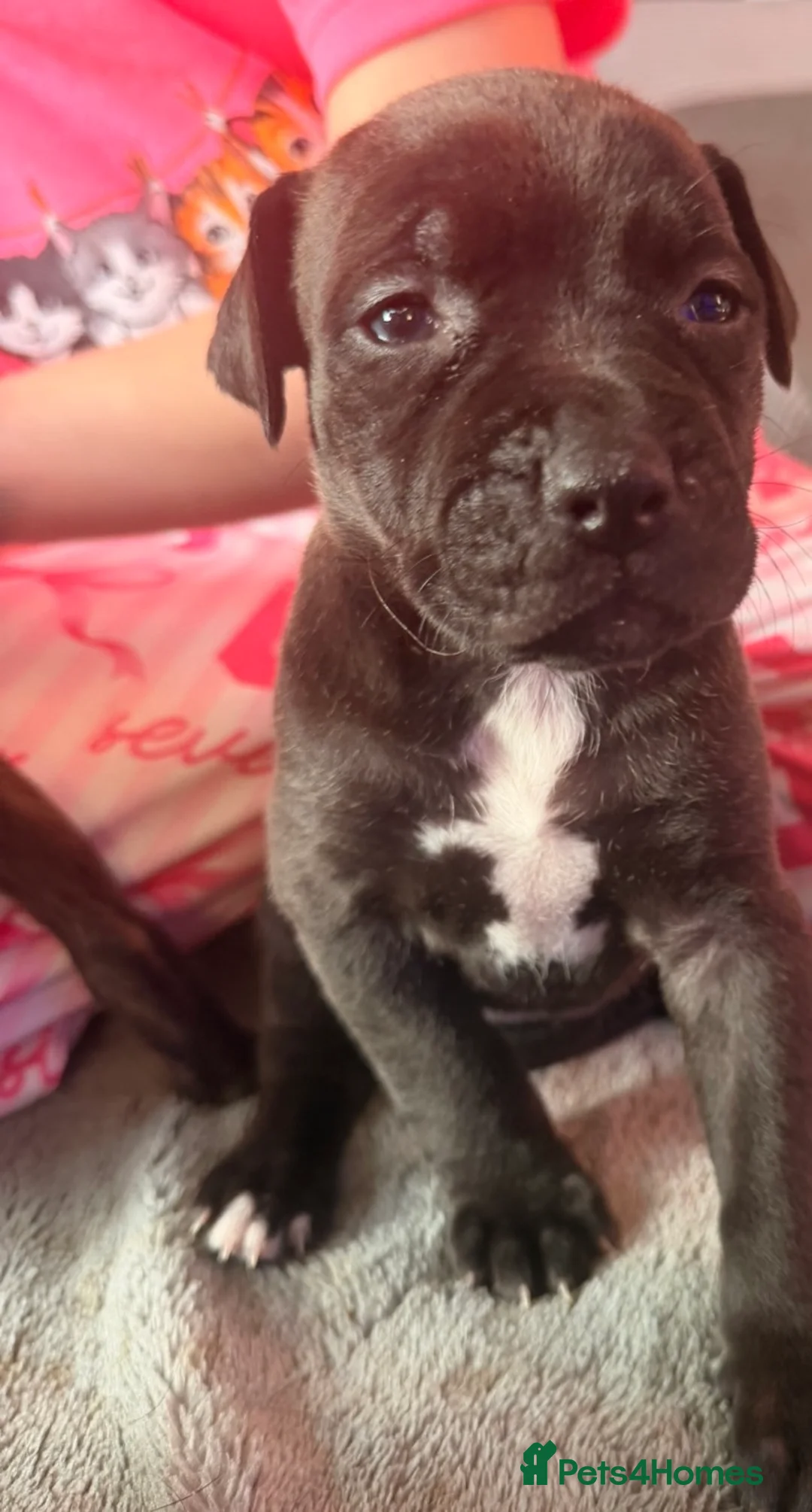 Presa Canario dogs for sale: 5 presa back up for sale  - Advert 4