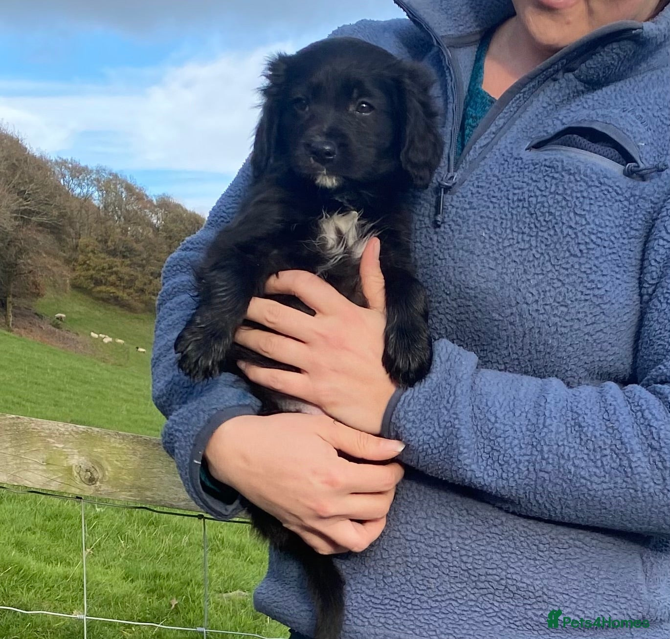 Mixed Breed dogs Only 1 boy & 1 girl left Borderlier  - Advert 2