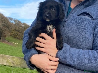 Mixed Breed dogs Only 1 boy & 1 girl left Borderlier - Advert 1