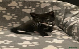 British Shorthair cats for sale: Lovely kittens  - Image 30