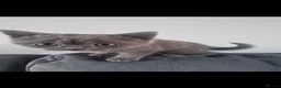 British Shorthair cats for sale: 3 beautiful British shorthair kittens - Advert 12