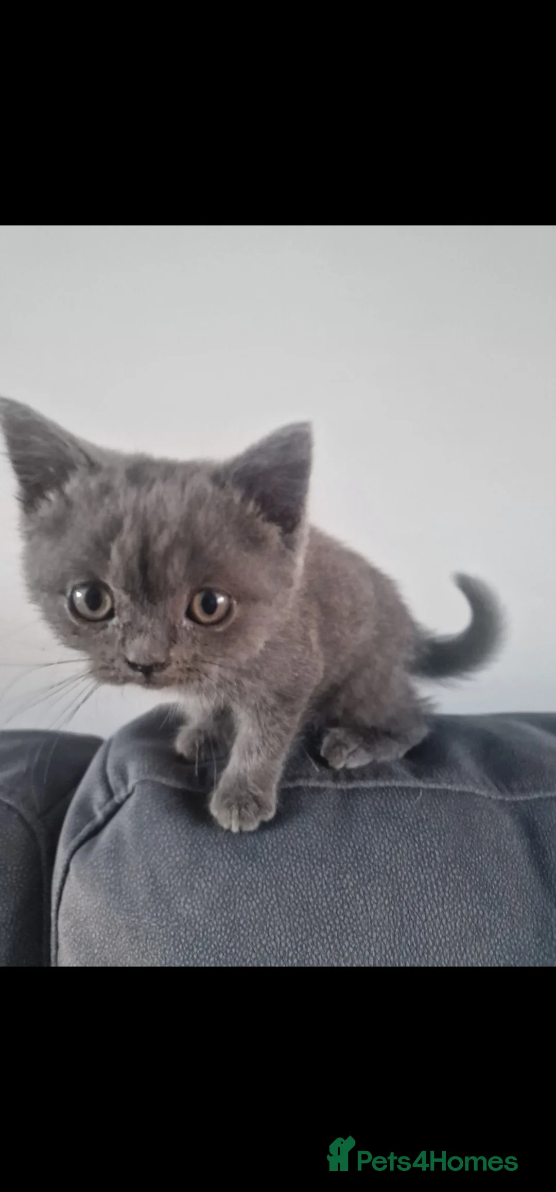 British Shorthair cats for sale: 3 beautiful British shorthair kittens - Advert 12