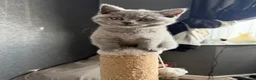 British Shorthair cats for sale: British shorthair kittens  in Nuneaton - Advert 7