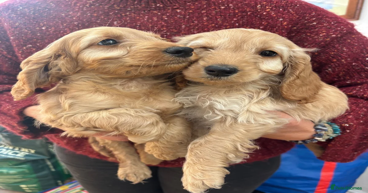 Mini toy Cockapoo Puppies for sale | Pets4Homes