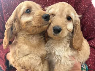Cockapoo dogs Stunning F1 cockapoos - Advert 15
