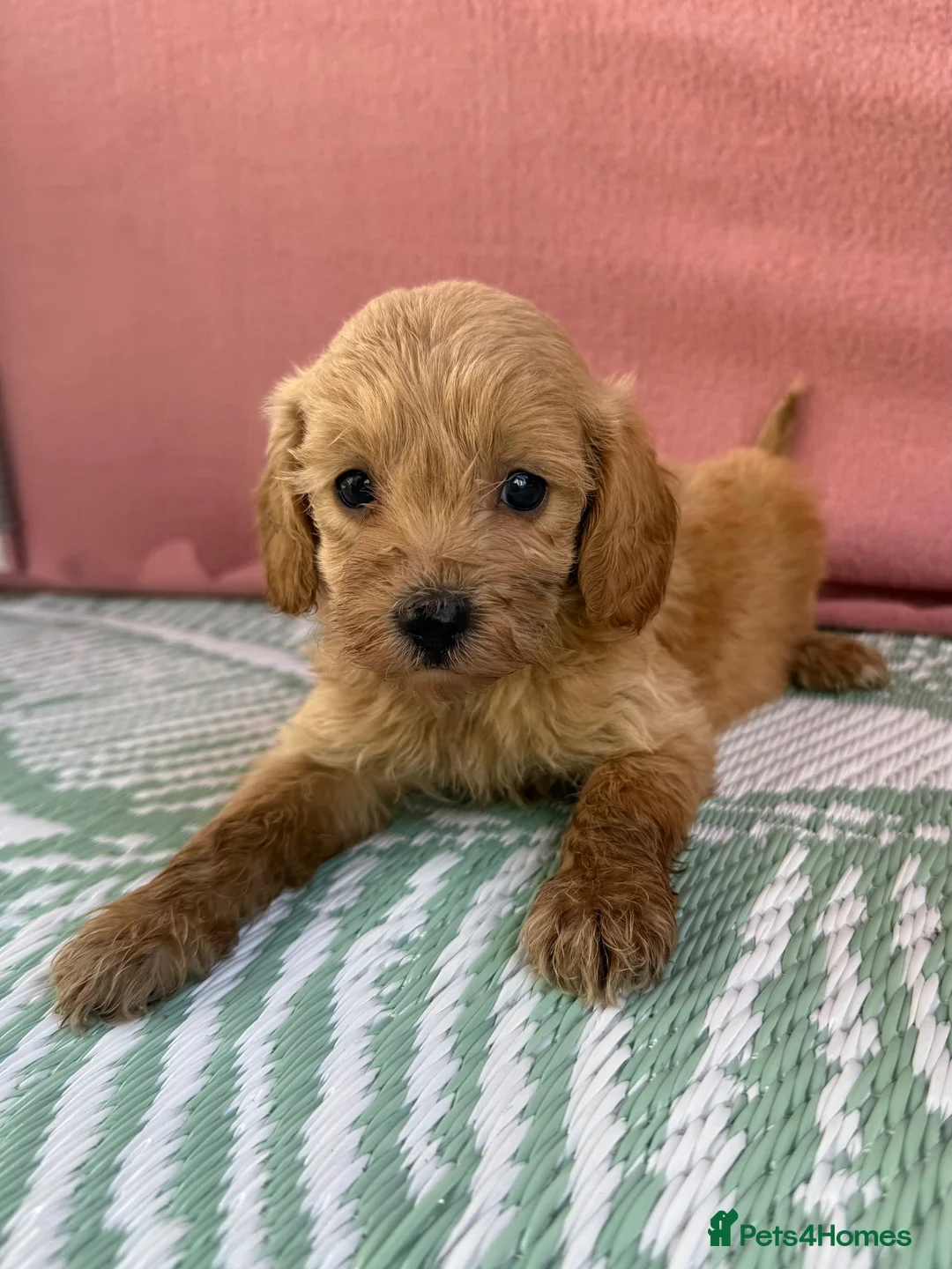 Cavapoo dogs for sale: Adorable F1B Cavapoo puppies PRA CLEAR! - Advert 10