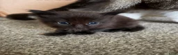 British Longhair cats for sale: Male kittens in Haddington - Advert 4