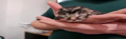 Mixed Breed cats for sale: Beautiful Unique Kittens Now Available to Reserve in Salisbury - Advert 20