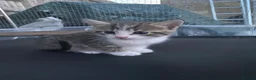 Siamese cats for sale: 5 Siamese mix babies  - Advert 6