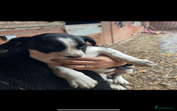 Mixed Breed dogs for sale: Beautiful litter of puppies. Mixed breeds❤️ - Image 14