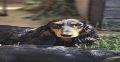 Dachshund dogs KC Miniature Dachshund  - Advert 9