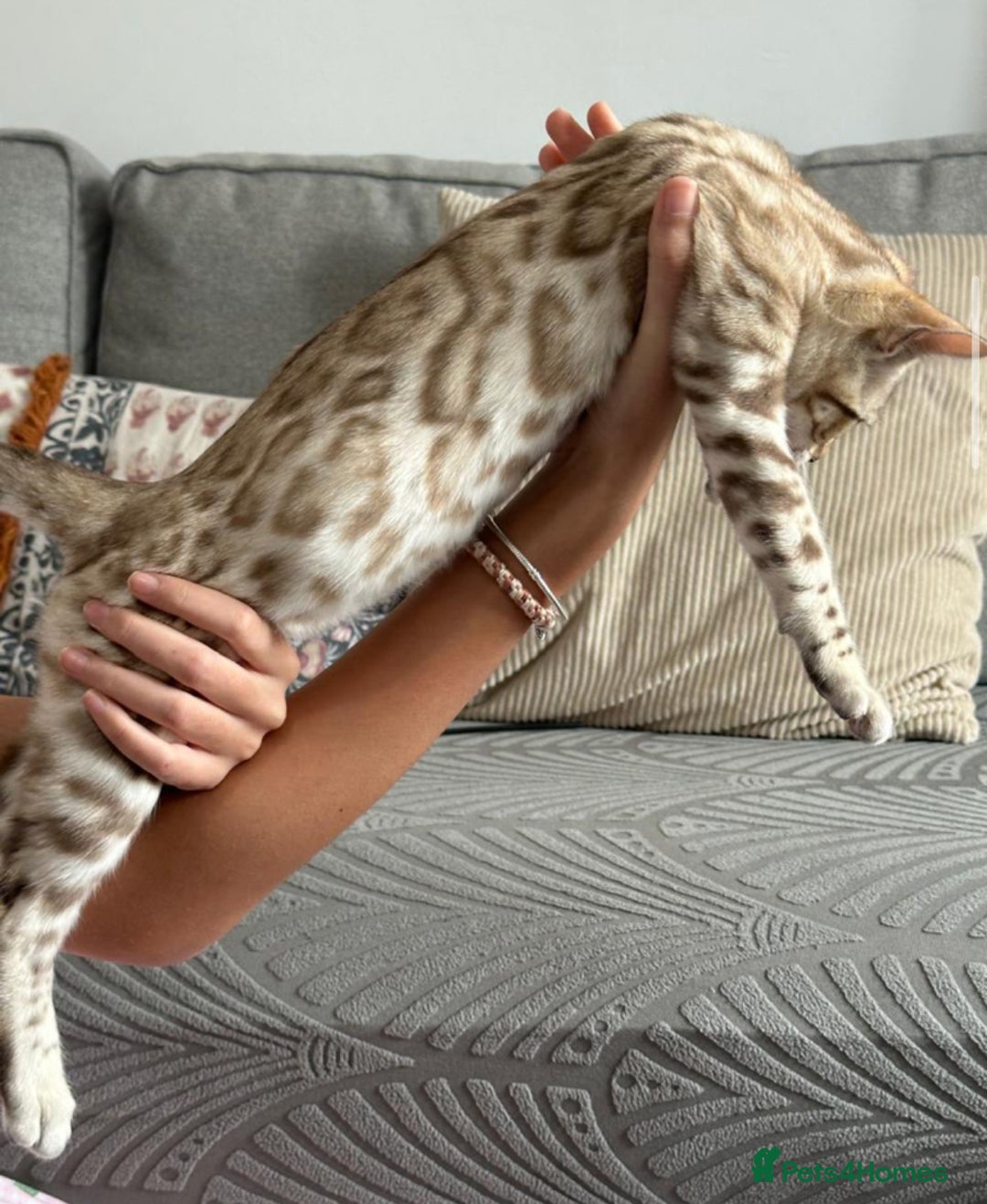 Bengal cats for sale: Snow bengal kitten /male - Image 5