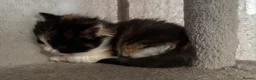 Mixed Breed cats for sale: 4 little kittens 🐱  - Advert 2