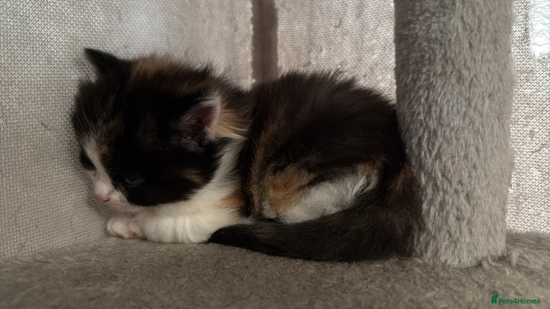 Mixed Breed cats for sale: 4 little kittens 🐱  - Advert 2