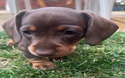 Miniature Dachshund dogs for sale: KC Reg Miniature Dachshund Smooth Haired Puppies - Image 2