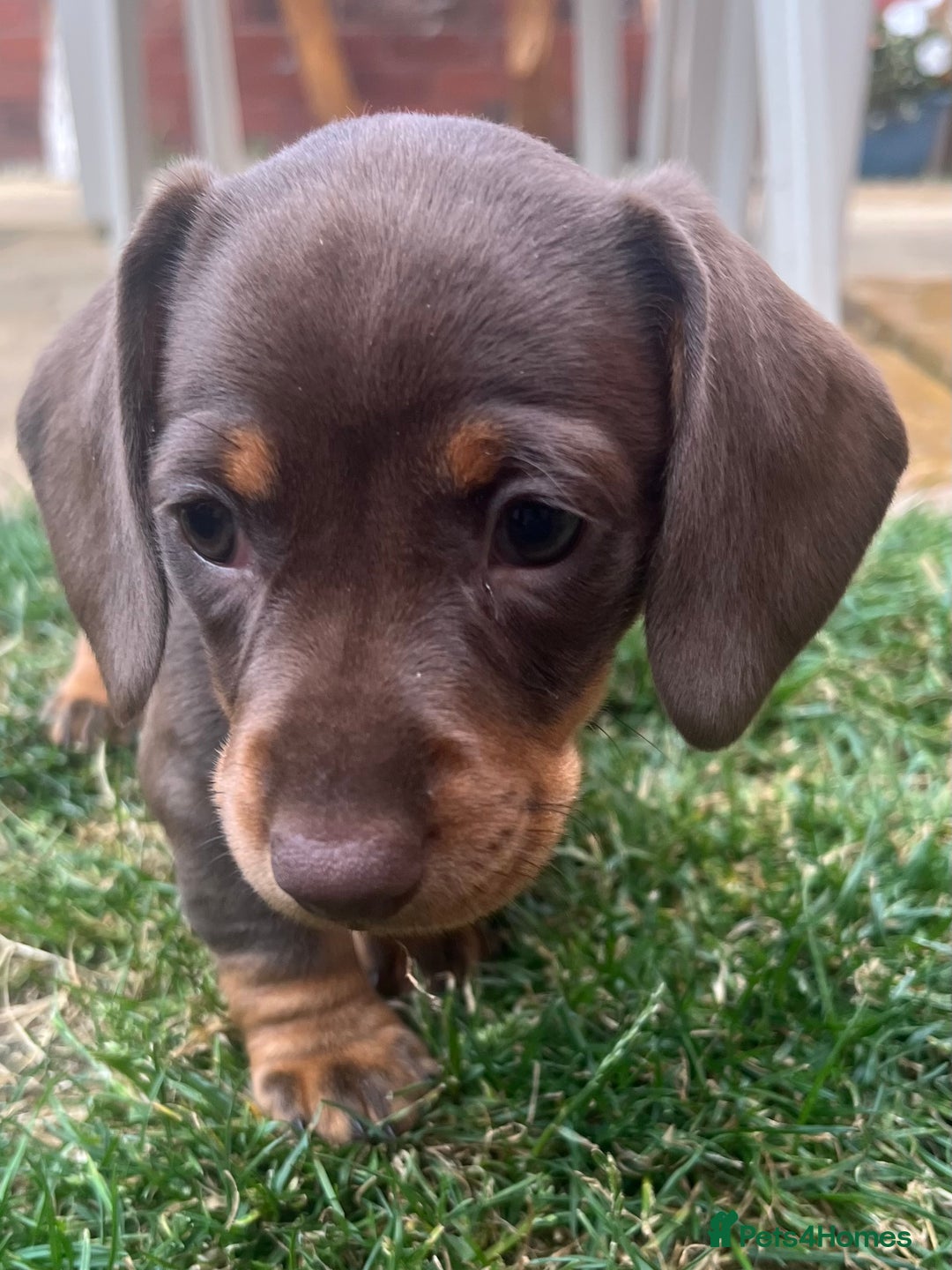 Miniature Dachshund dogs for sale: KC Reg Miniature Dachshund Smooth Haired Puppies - Image 2