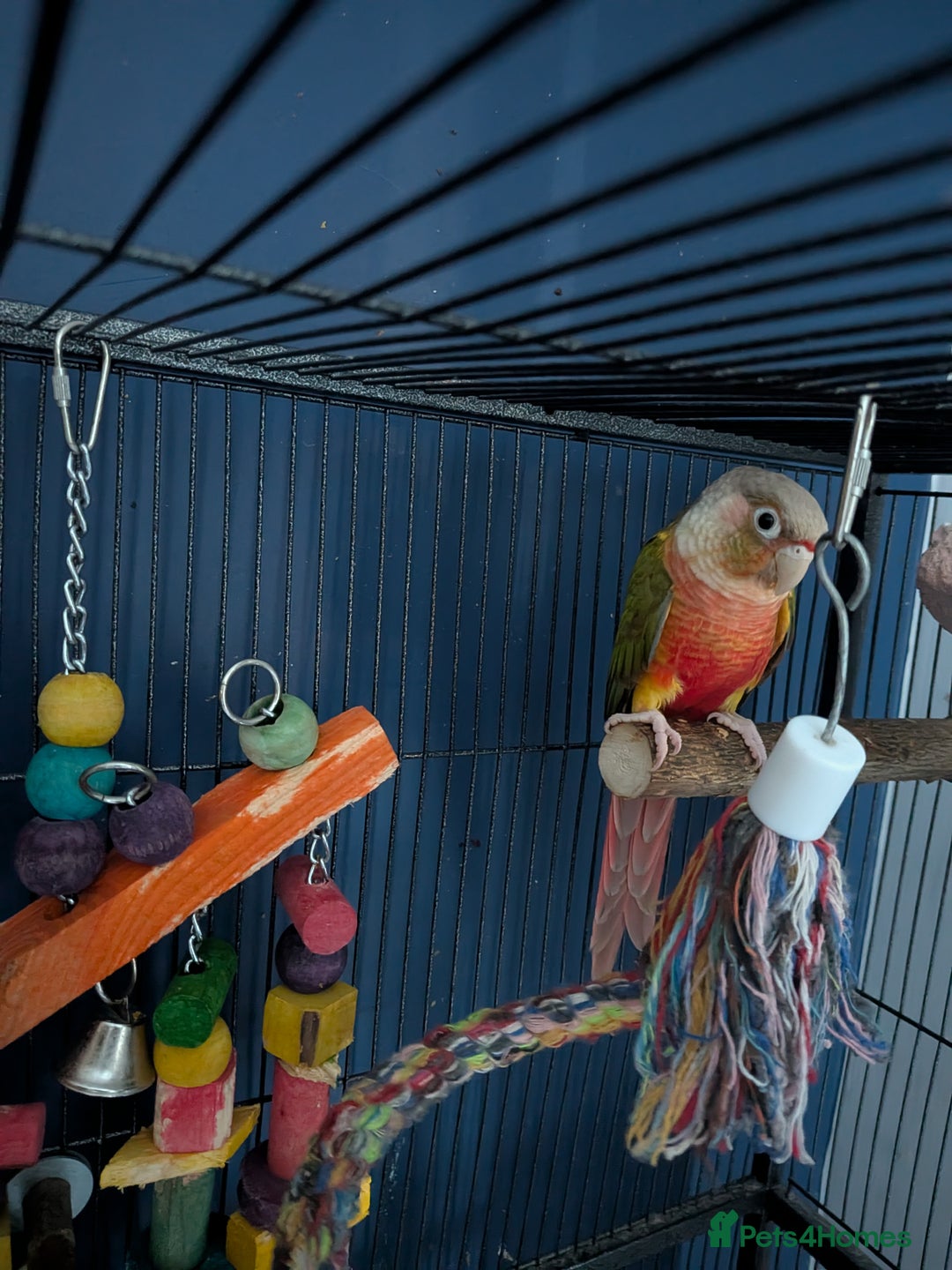 Conures birds for sale: Male & Female Greencheek highred Conures  - Advert 4