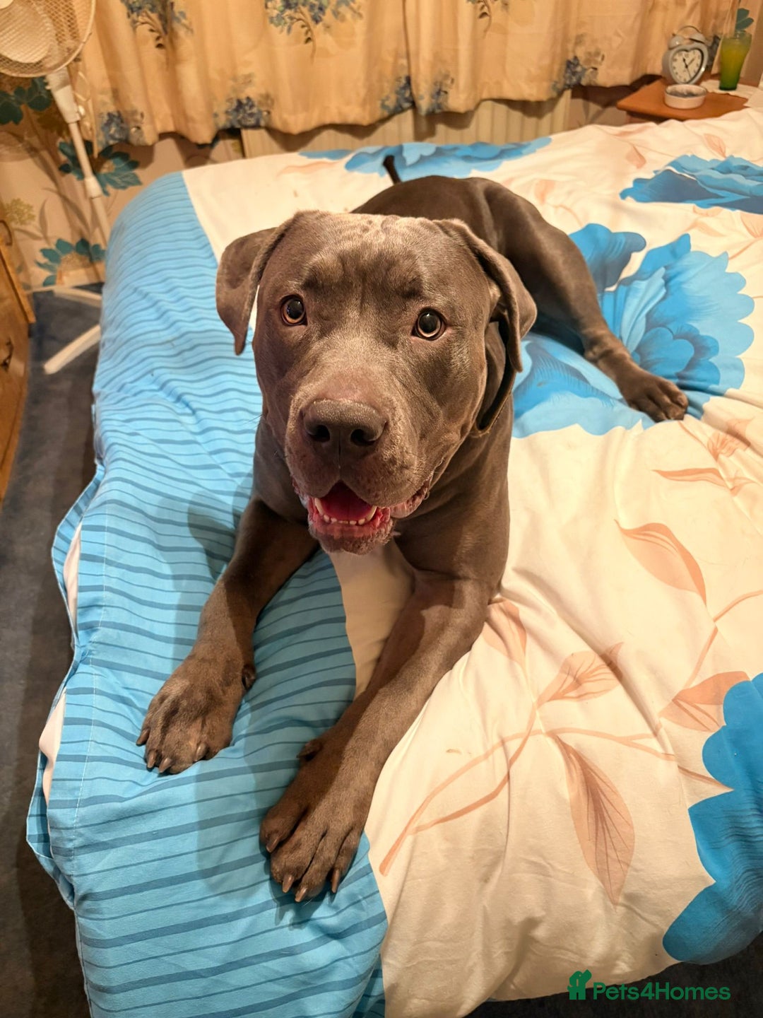 Cane Corso dogs for sale: Free female cane corso - Advert 2