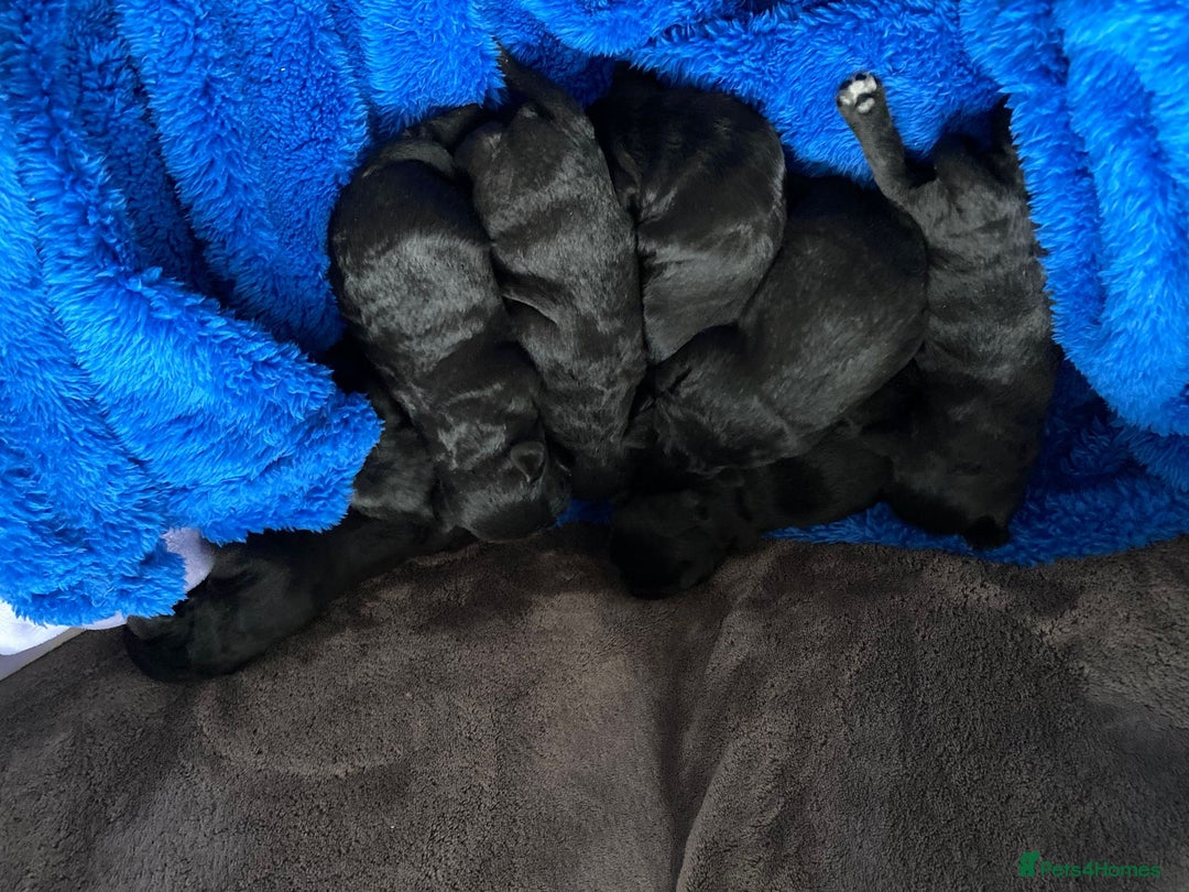 Miniature Schnauzer dogs for sale: KC MAC Quality Black Miniature schnauzers  - Advert 17