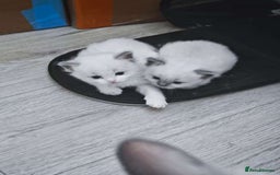 Ragdoll cats for sale: Pure Ragdoll Kittens (2 Male, 2 Female) - Image 8