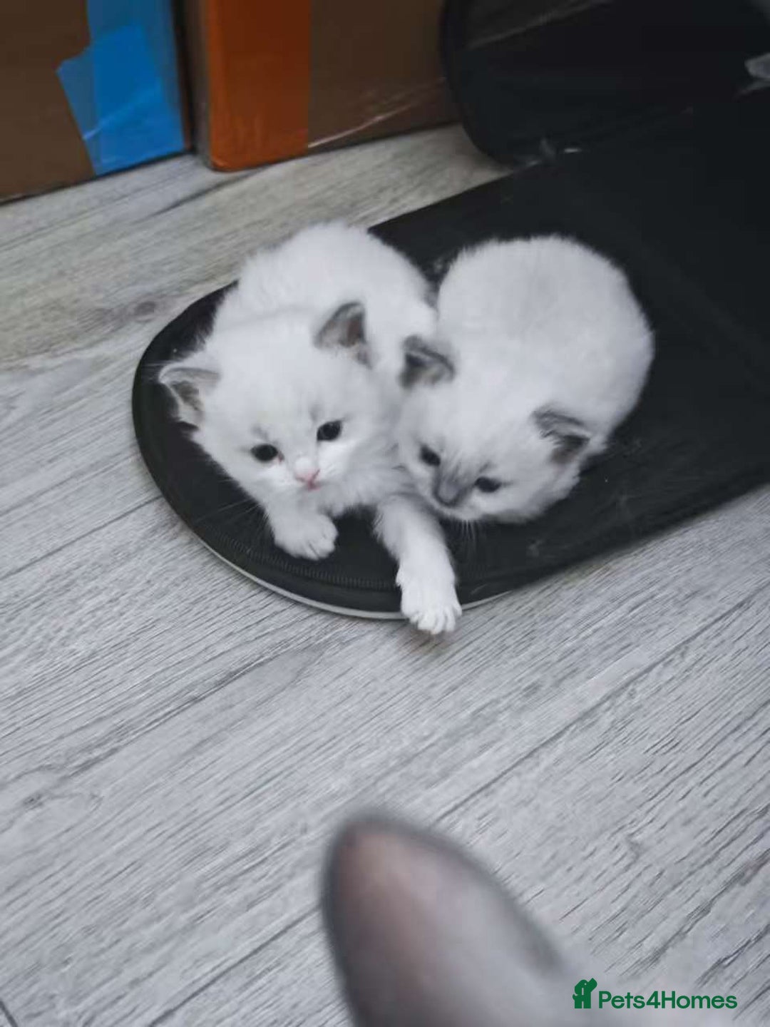 Ragdoll cats for sale: Pure Ragdoll Kittens (2 Male, 2 Female) - Image 8