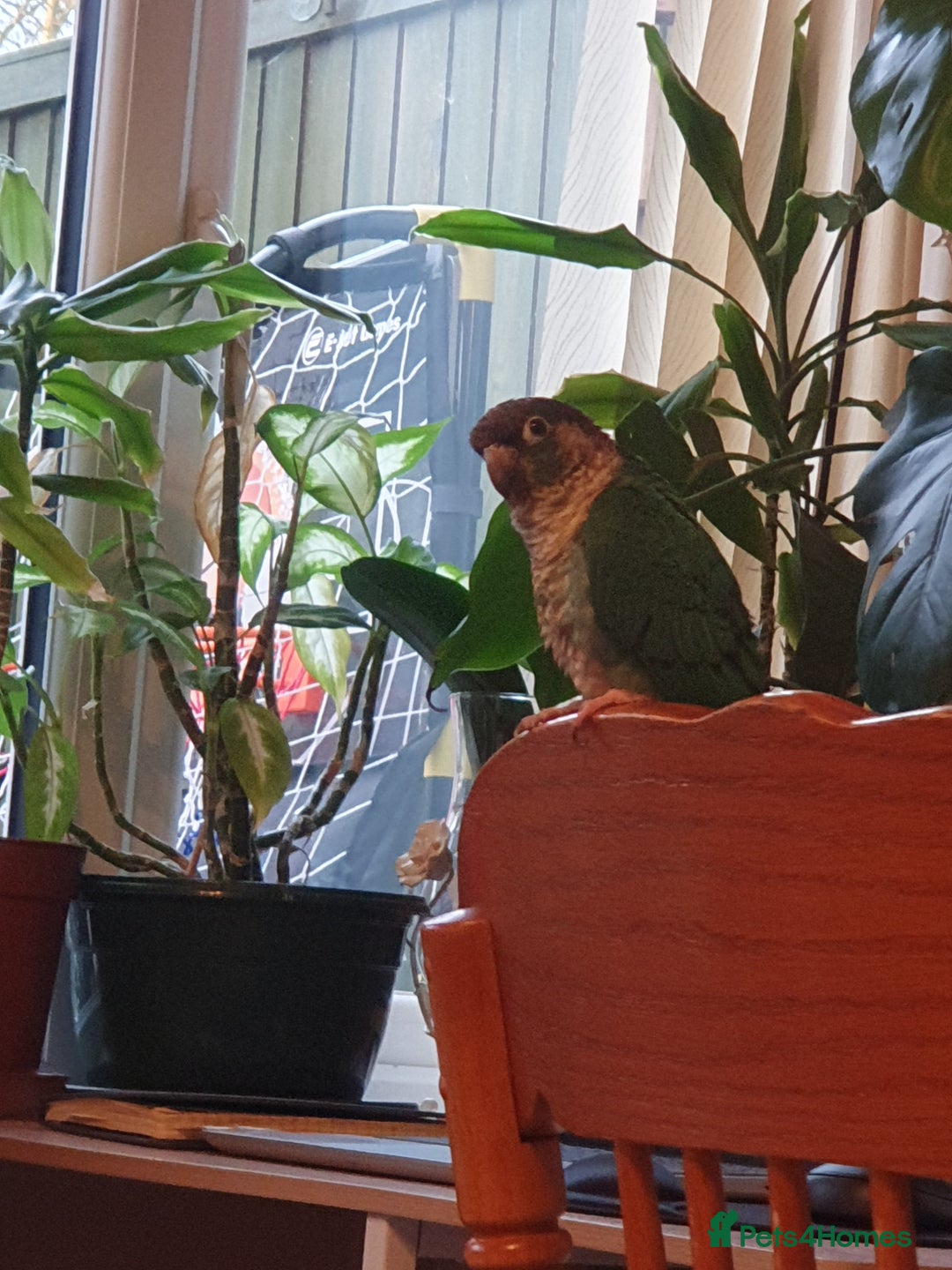 Conures birds for sale: Beautiful Blue Conure Parrot for Sale – 1 Year Old - Image 2