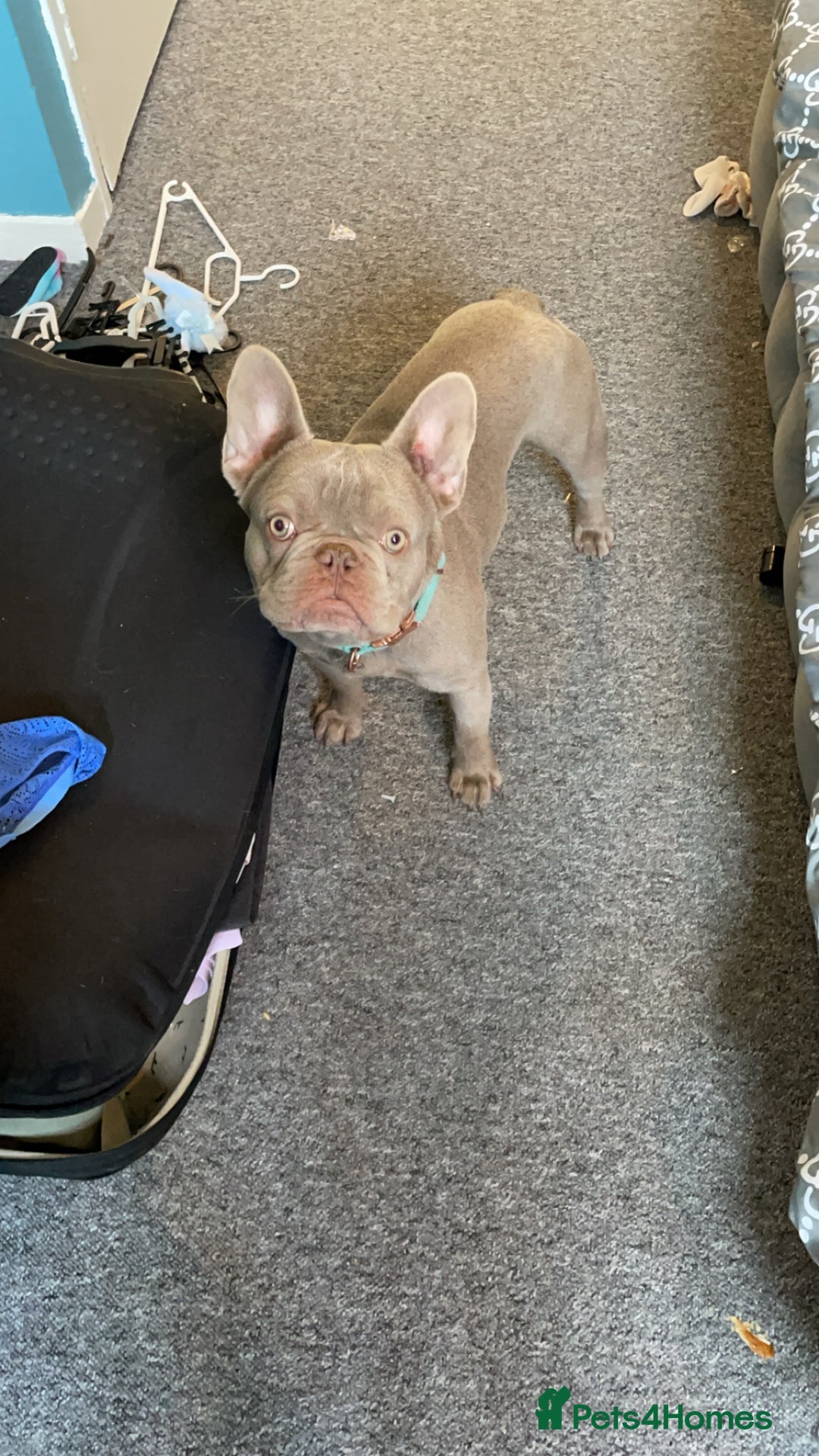 French Bulldog dogs for stud: Proven French bulldog for stud  - Advert 3