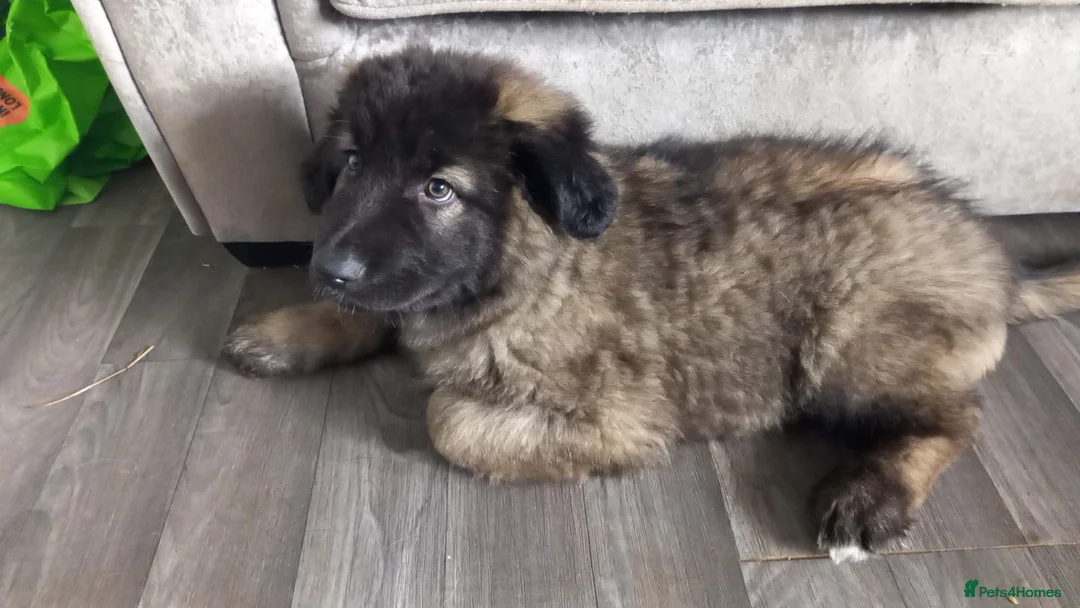 Mixed Breed dogs for sale: *1 LEFT* BIG CAUCASIAN MALINOIS  - Advert 2