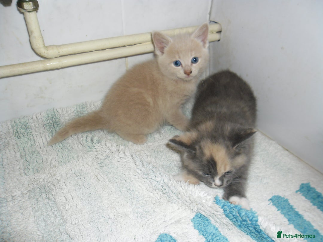 Mixed Breed cats for sale: 5 Beautiful kittens for sale  - Image 10