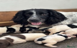 English Springer Spaniel dogs for sale: KC REG ENGLISH SPRINGER SPANIEL - Image 2