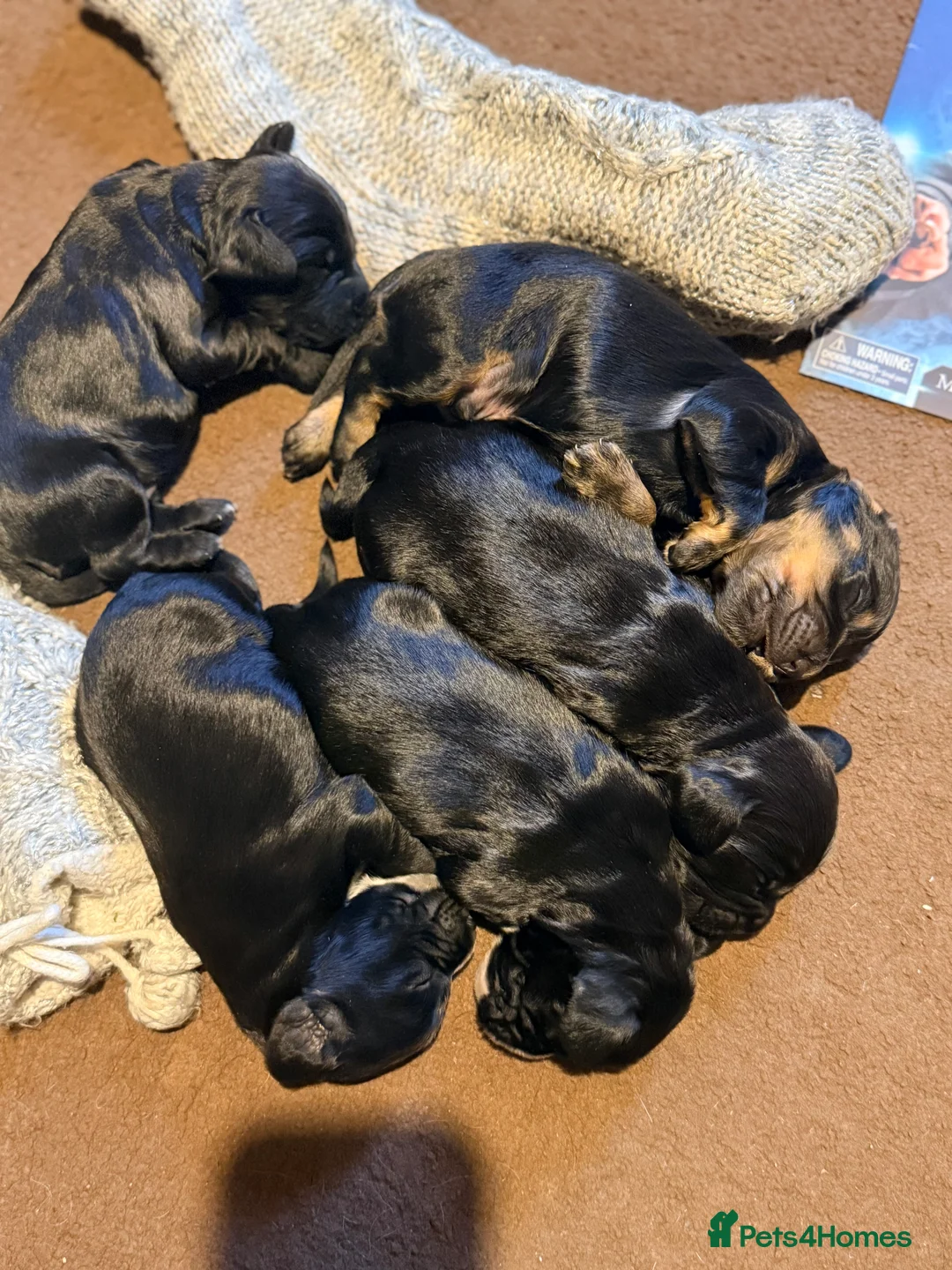 Cocker Spaniel dogs for sale: Cocker spaniels - Advert 3