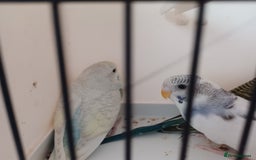 Budgerigars birds for sale: Budgies for sale  - Image 1