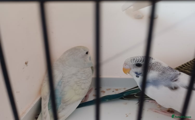 Budgerigars birds - Advert 8