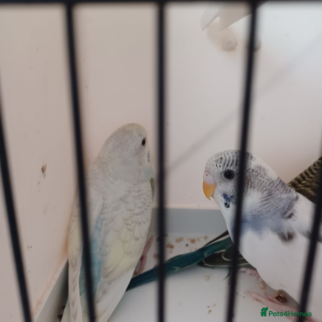 Budgerigars birds for sale: Budgies for sale  - Image 1