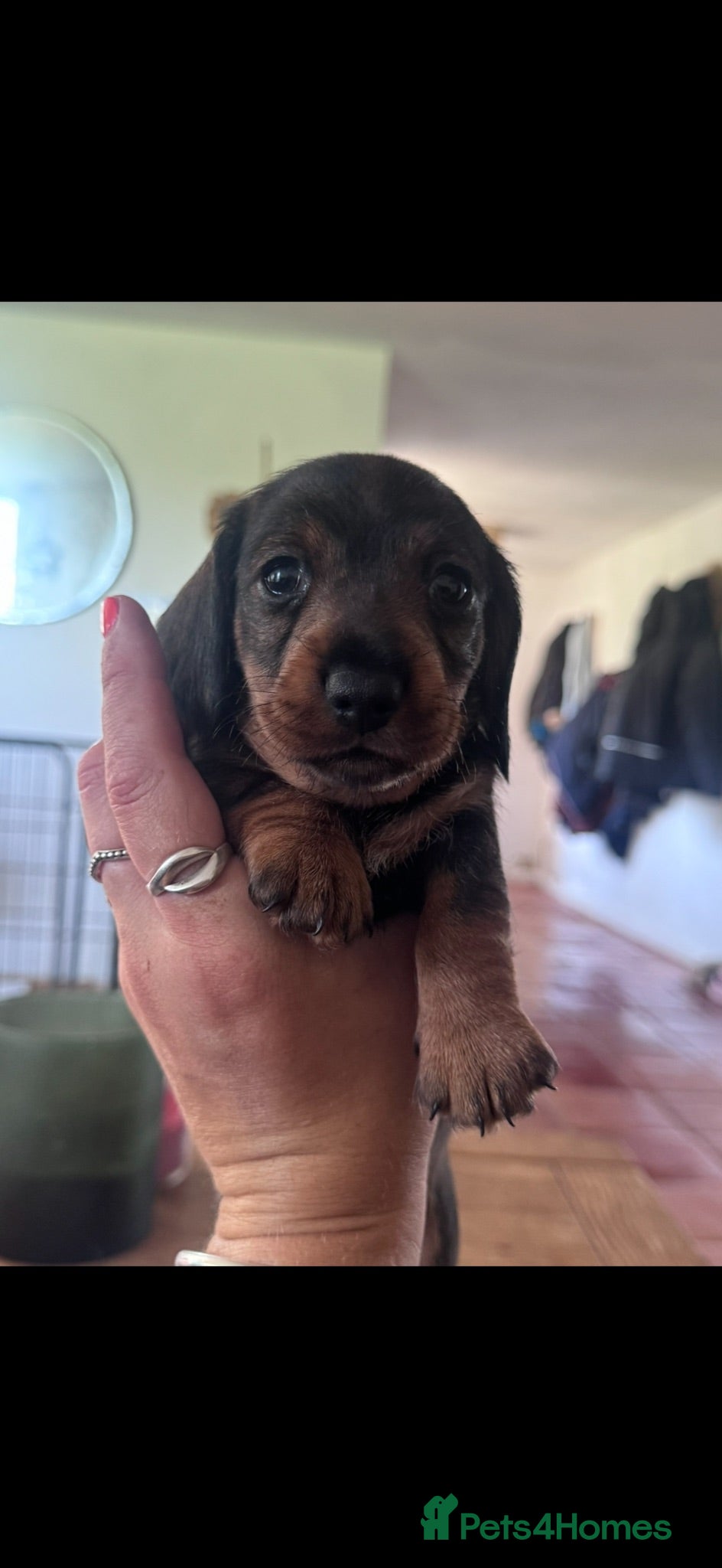 Miniature Dachshund dogs Beautiful babies  - Advert 12