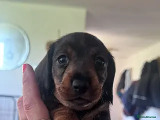 Miniature Dachshund dogs Ready now! - Advert 4