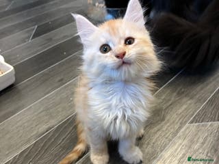 Maine Coon cats Maine coon - Advert 8