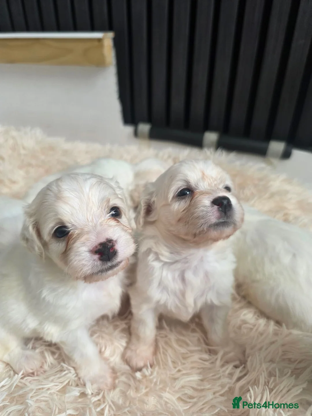 Cavachon dogs for sale: Cavachon  - Advert 1