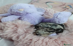 Sheepadoodle dogs for sale: Mini Sheepadoodle the wait is over!  - Image 25