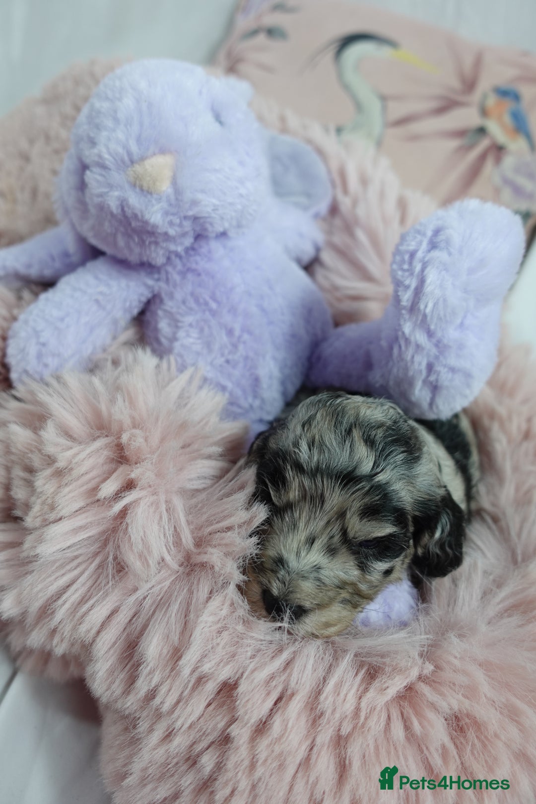 Sheepadoodle dogs for sale: Mini Sheepadoodle the wait is over!  - Image 25