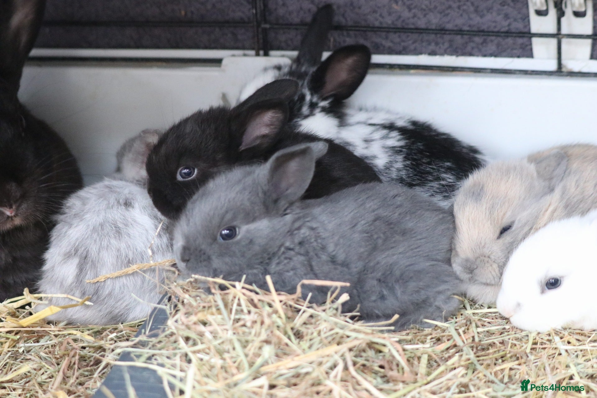 Mixed Breed rabbits Beautiful bunny's  - Advert 7