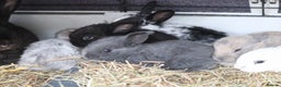 Mixed Breed rabbits for sale: Beautiful bunny's  - Advert 1
