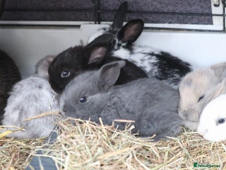 Mixed Breed rabbits Beautiful bunny's - Advert 7