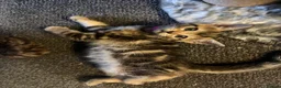 Bengal cats for sale: Beautiful bengal mix British short hair  Mainecoon - Advert 12