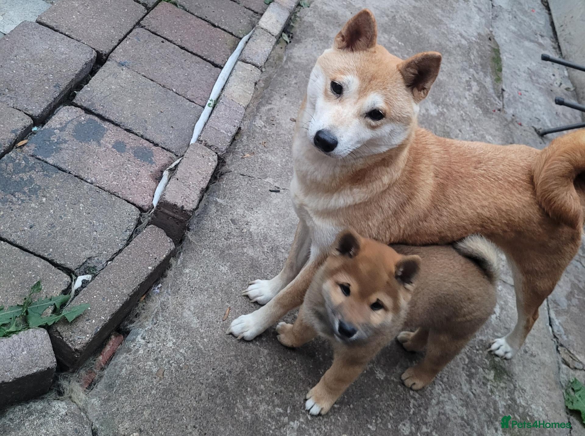 Japanese Shiba Inu dogs A UNIQUE MALE SHIBA INU LOOKING FOR A LOVING HOME  - Advert 6