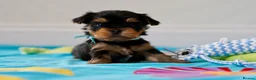 Yorkshire Terrier dogs for sale: Top Quality KC Reg Yorkshire Terrier Puppies - Advert 6